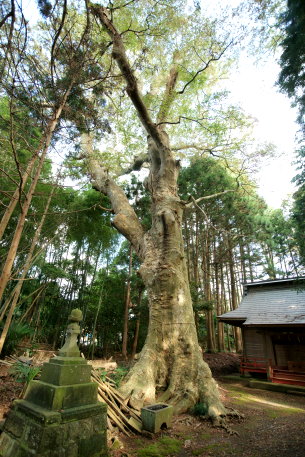 沼尾神社の大ケヤキ