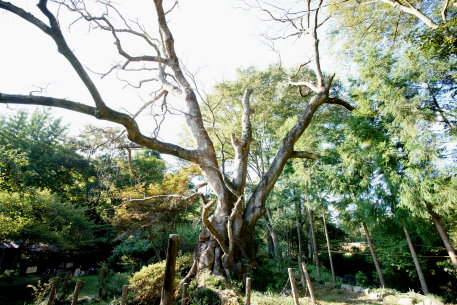 長倉のエノキ