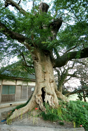 諏訪神社のエノキ