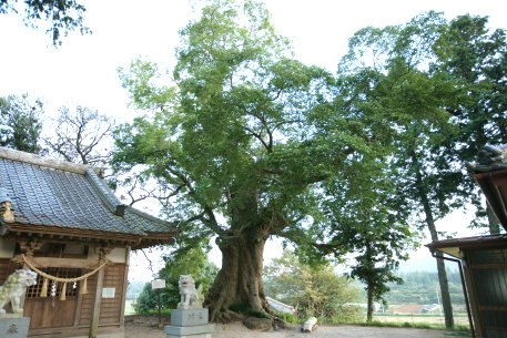 諏訪神社のエノキ
