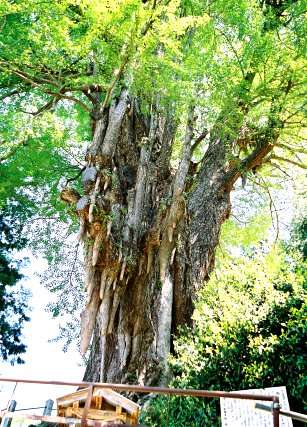 高山不動の大イチョウ