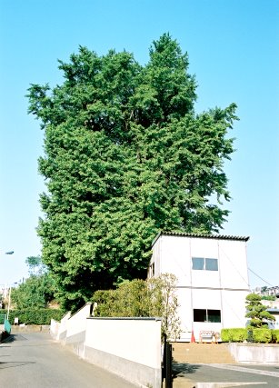 長照寺の大イチョウ