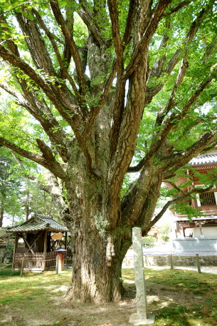 稲田禅房のお葉つきイチョウ
