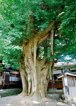 三ケ沢の乳イチョウ