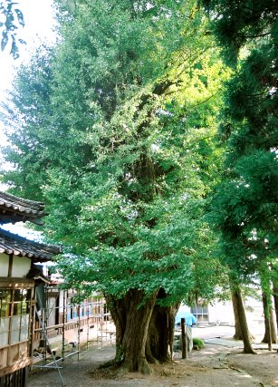 三ケ沢の乳イチョウ