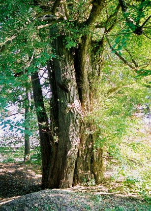 弘前公園のイチョウ