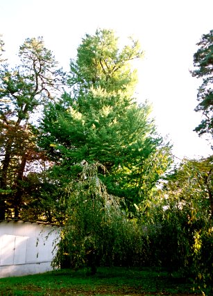 弘前公園のイチョウ