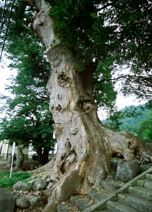 加茂雷神社のケヤキ