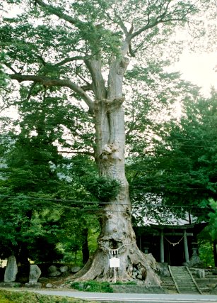 加茂雷神社のケヤキ