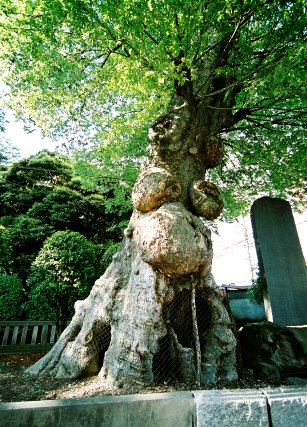 調神社のケヤキ