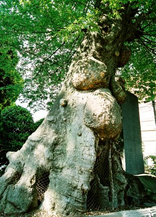 調神社のケヤキ
