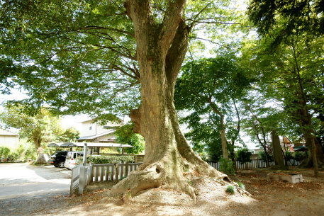 貴布禰神社のケヤキ