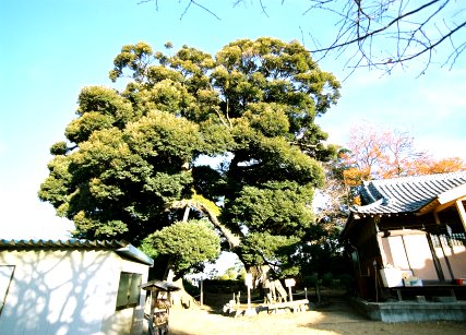 九重神社のスダジイ