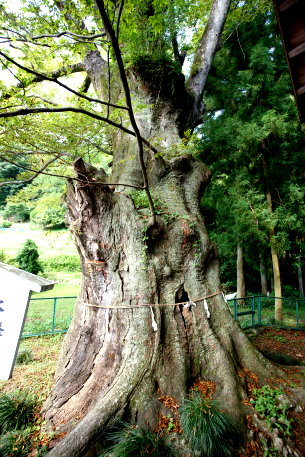 大附日枝神社のケヤキ
