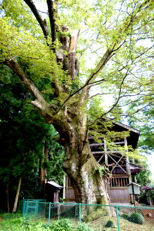 大附日枝神社のケヤキ