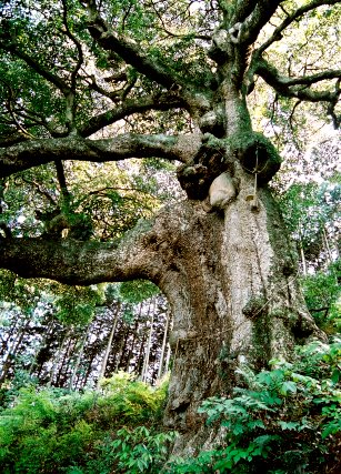 滝の入のタブノキ