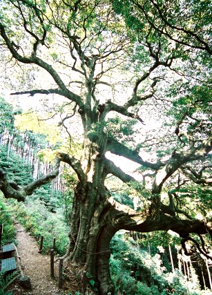 滝の入のタブノキ