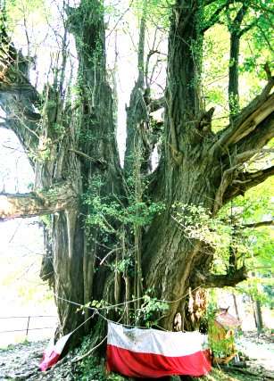 法量のイチョウ