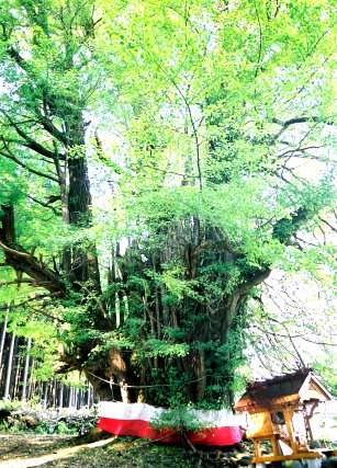 法量のイチョウ