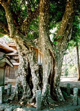 多和目の鹿子木