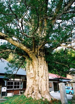 新善光寺のカヤ