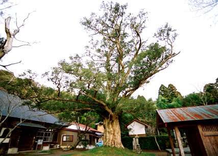 新善光寺のカヤ