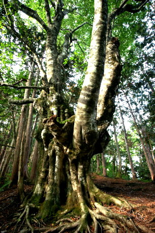 白岩岳のブナ