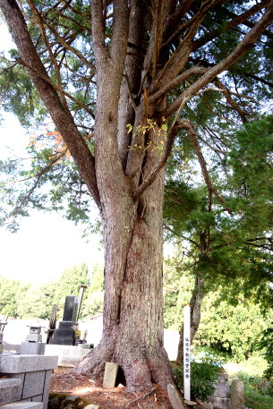 寺村の五葉松　No1