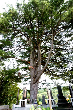 寺村の五葉松　No1