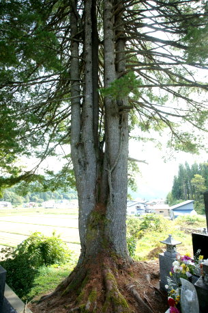 寺村の五葉松　No2