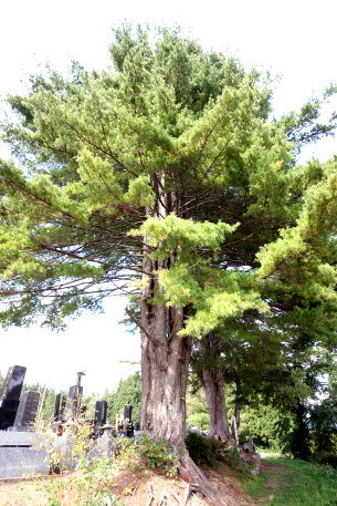 寺村の五葉松　No2