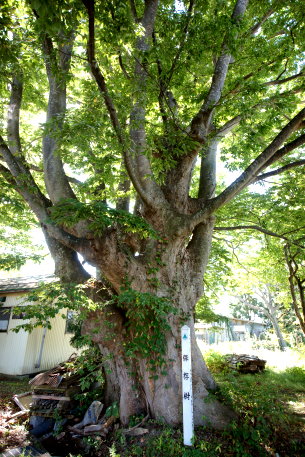 奥山家のケヤキ