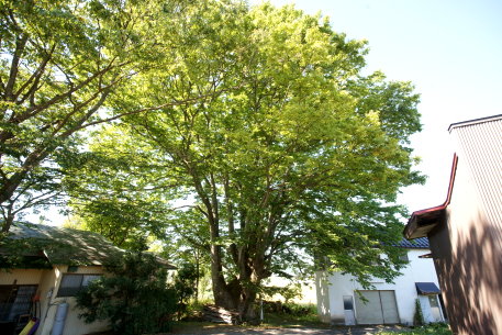 奥山家のケヤキ