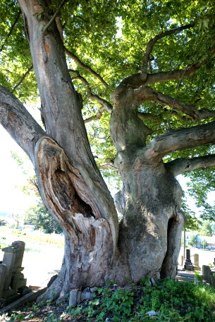 大門墓地のケヤキ