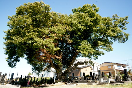 大門墓地のケヤキ