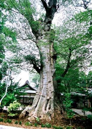 一の矢の大ケヤキ