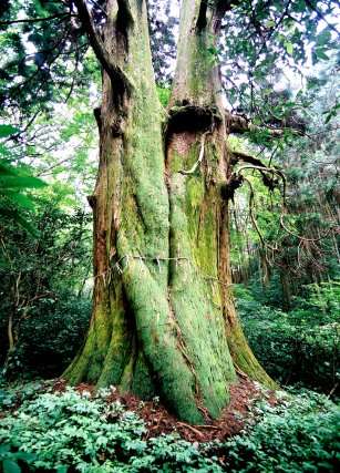 真弓神社の爺杉