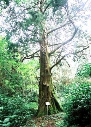 真弓神社の爺杉