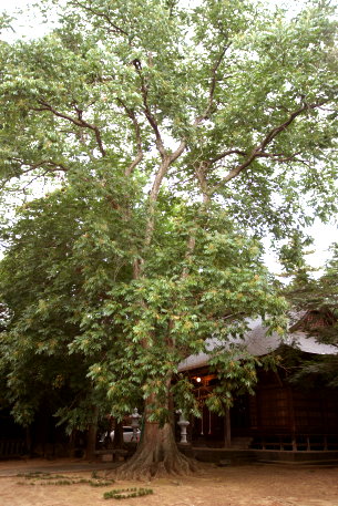 大胡神社のムクロジ