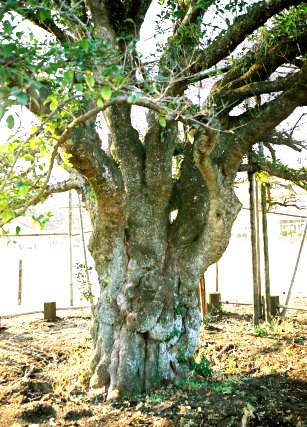 長畑のヒイラギモクセイ