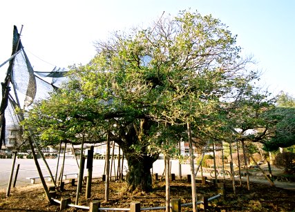 長畑のヒイラギモクセイ