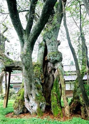 草岡の大明神桜