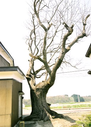 元城のケンポナシ