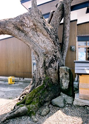 元城のケンポナシ