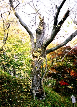 弘前公園のケンポナシ