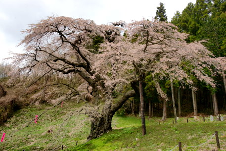 岩倉桜