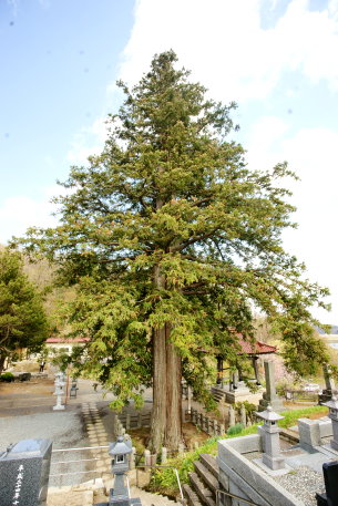 永泉寺のコウヨウザン