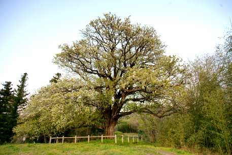 片倉のナシの木