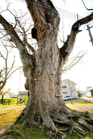 台ノ宮公園のケヤキ