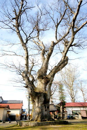 台ノ宮公園のケヤキ